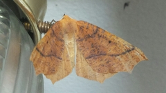 Tetracis jubararia