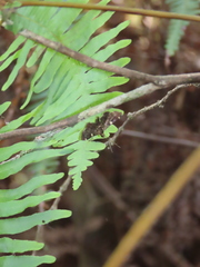 Piletocera aegimiusalis