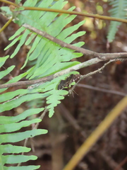 Piletocera aegimiusalis