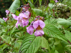 Impatiens sulcata