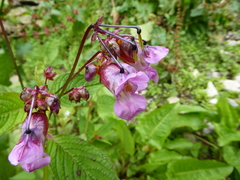 Impatiens sulcata