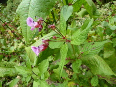 Impatiens sulcata