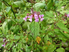 Impatiens sulcata