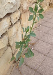 Nicotiana glauca