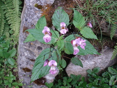 Impatiens sulcata