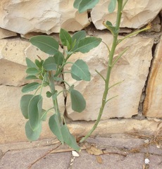 Nicotiana glauca