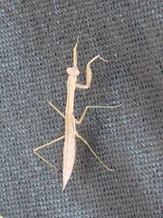 Tenodera aridifolia