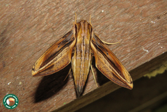 Xylophanes thyelia