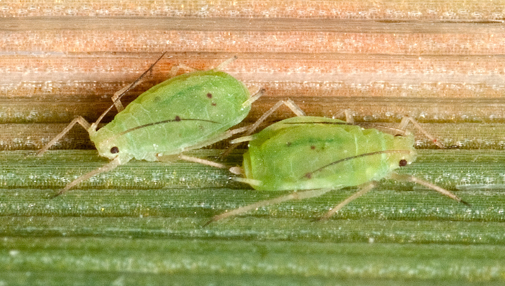 Common Wheat-louse