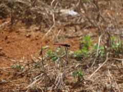 Tramea transmarina euryale