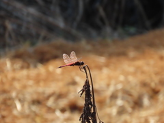 Tramea transmarina euryale
