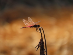 Tramea transmarina euryale