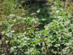 Tramea transmarina euryale