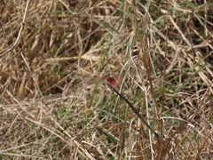 Tramea transmarina euryale