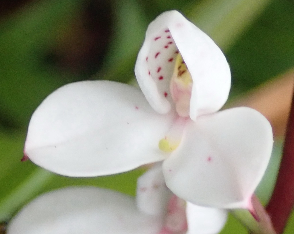 Disa tripetaloides