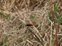 Tramea transmarina euryale
