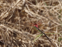 Tramea transmarina euryale