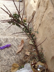 Magnoliopsida
