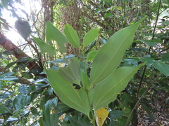 Cinnamomum osmophloeum