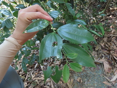 Cinnamomum osmophloeum