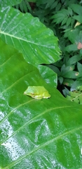 Zhangixalus prasinatus