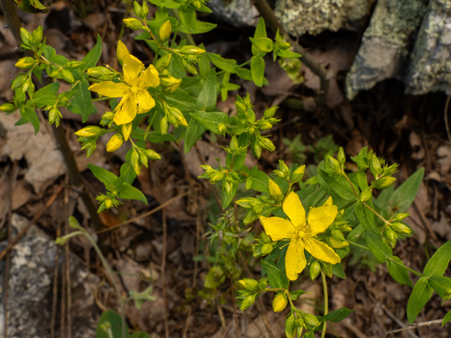 false spotted St. John's wort (Hypericum pseudomaculatum)