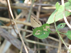 Mycalesis gotama nanda