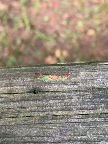Gray Furcula Moth and Allies photo 4
