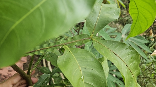 Melicoccus bijugatus - Whole tree