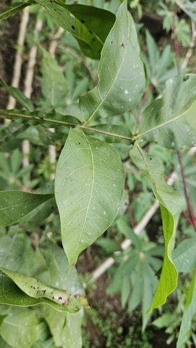 Melicoccus bijugatus - Leaves