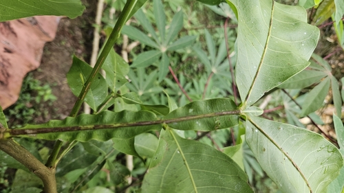 Melicoccus bijugatus - Leaves