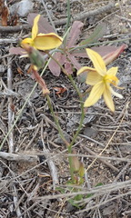 Cyanella lutea lutea