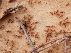 Pogonomyrmex comanche