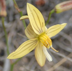 Cyanella lutea lutea