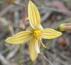 Cyanella lutea lutea