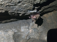 Myotis bechsteinii