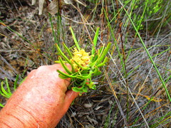 Leucospermum rodolentum