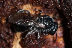 Lasioglossum coeruleum