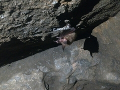 Myotis bechsteinii