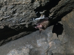 Myotis bechsteinii