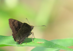 Pellicia dimidiata dimidiata
