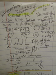 Tomentellopsis echinospora