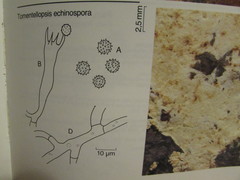 Tomentellopsis echinospora