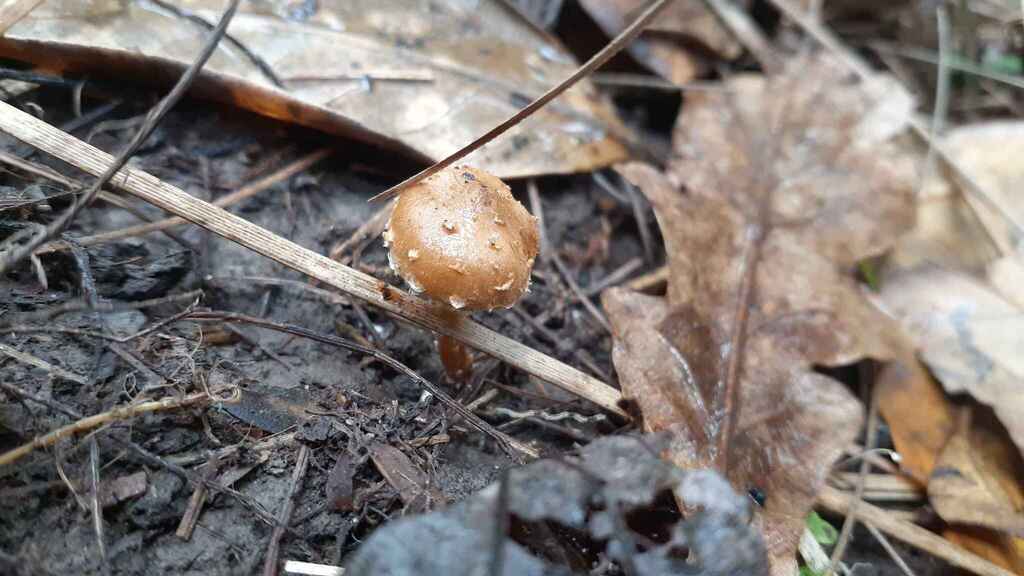 Pholiota subflammans · August 2025 · photo: © aardvark04 (iNaturalist, cc0)