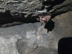 Myotis bechsteinii