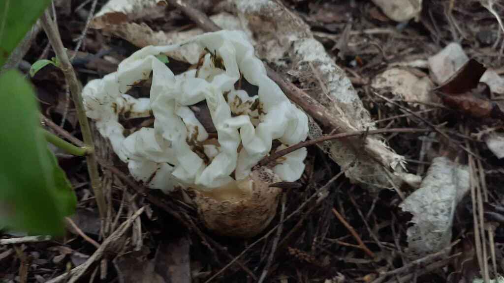 Ileodictyon cibarium · August 2025 · photo: © aardvark04 (iNaturalist, cc0)