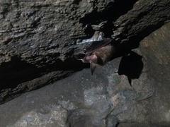 Myotis bechsteinii