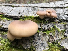 Pleurotus ostreatus