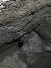 Myotis bechsteinii