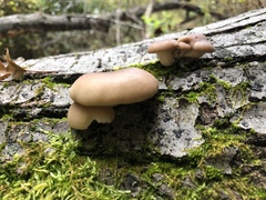 Pleurotus ostreatus